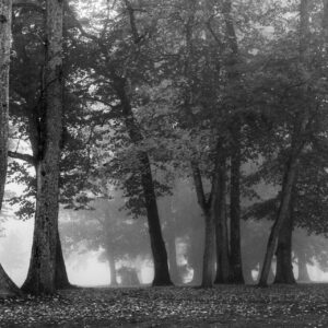 The Park