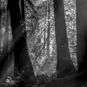 Armstrong Woods