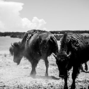 Bison