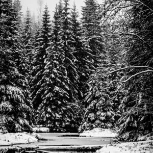 Cold Slience
