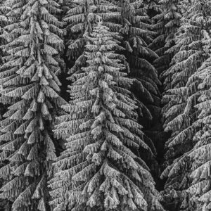 Cold Forest