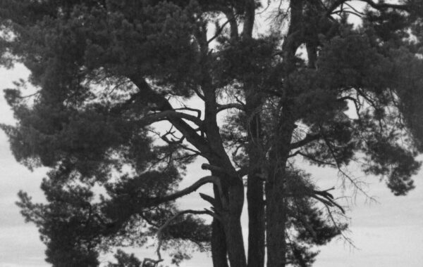 Woman by Tree