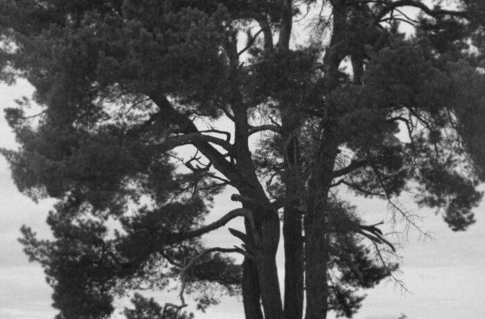 Woman by Tree