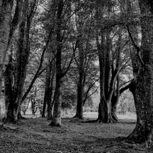 Old Forest